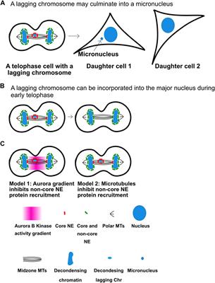 Aurora kinases: Generators of spatial control during mitosis